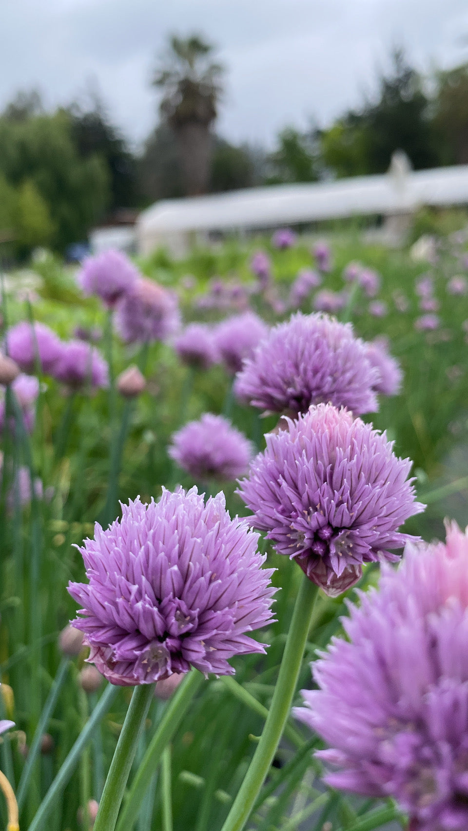 Ciboulette fresco – Atado 30 g