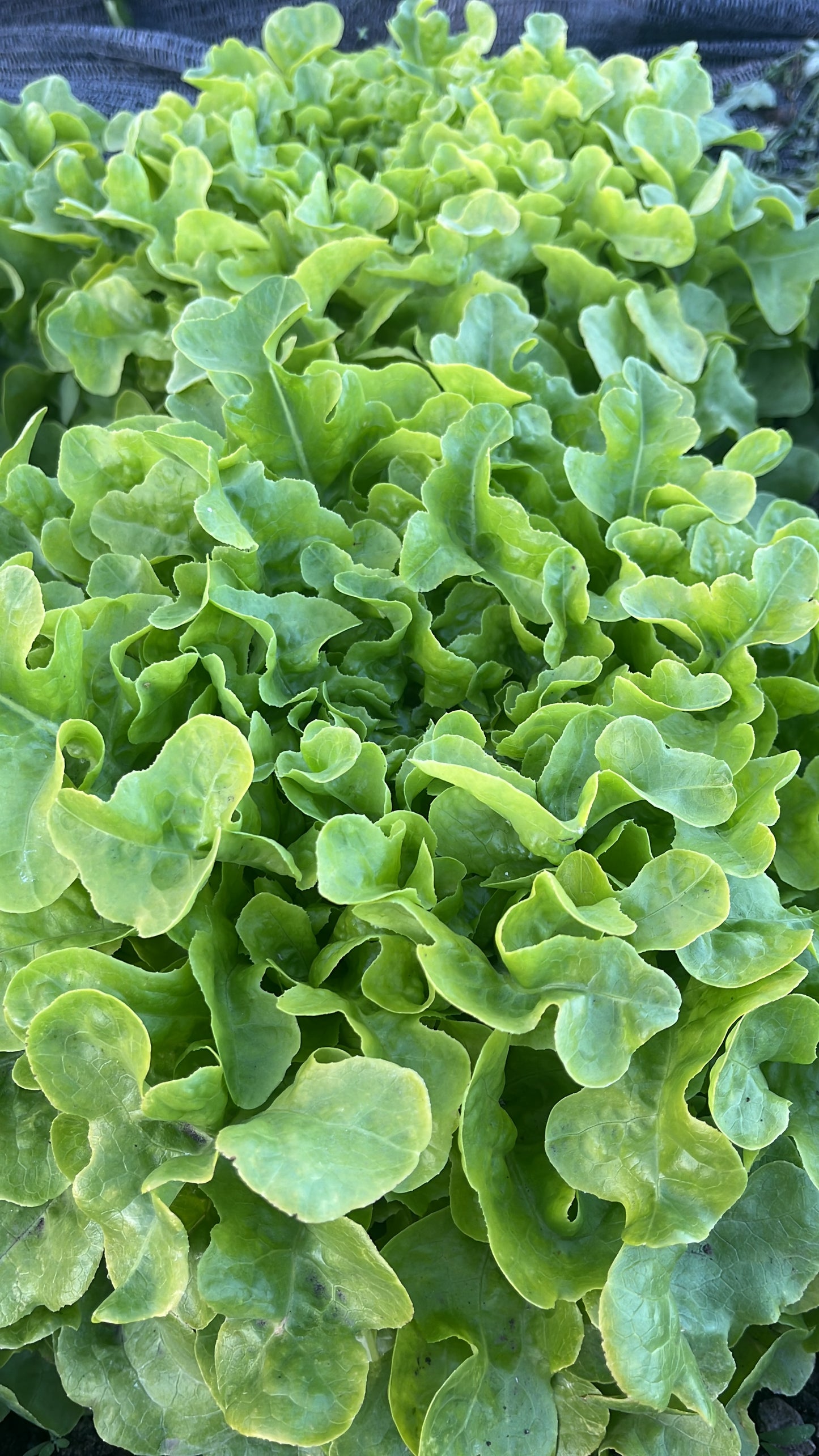 Lechuga