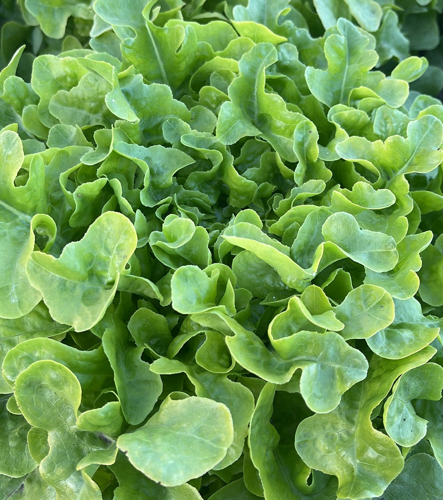 Lechuga