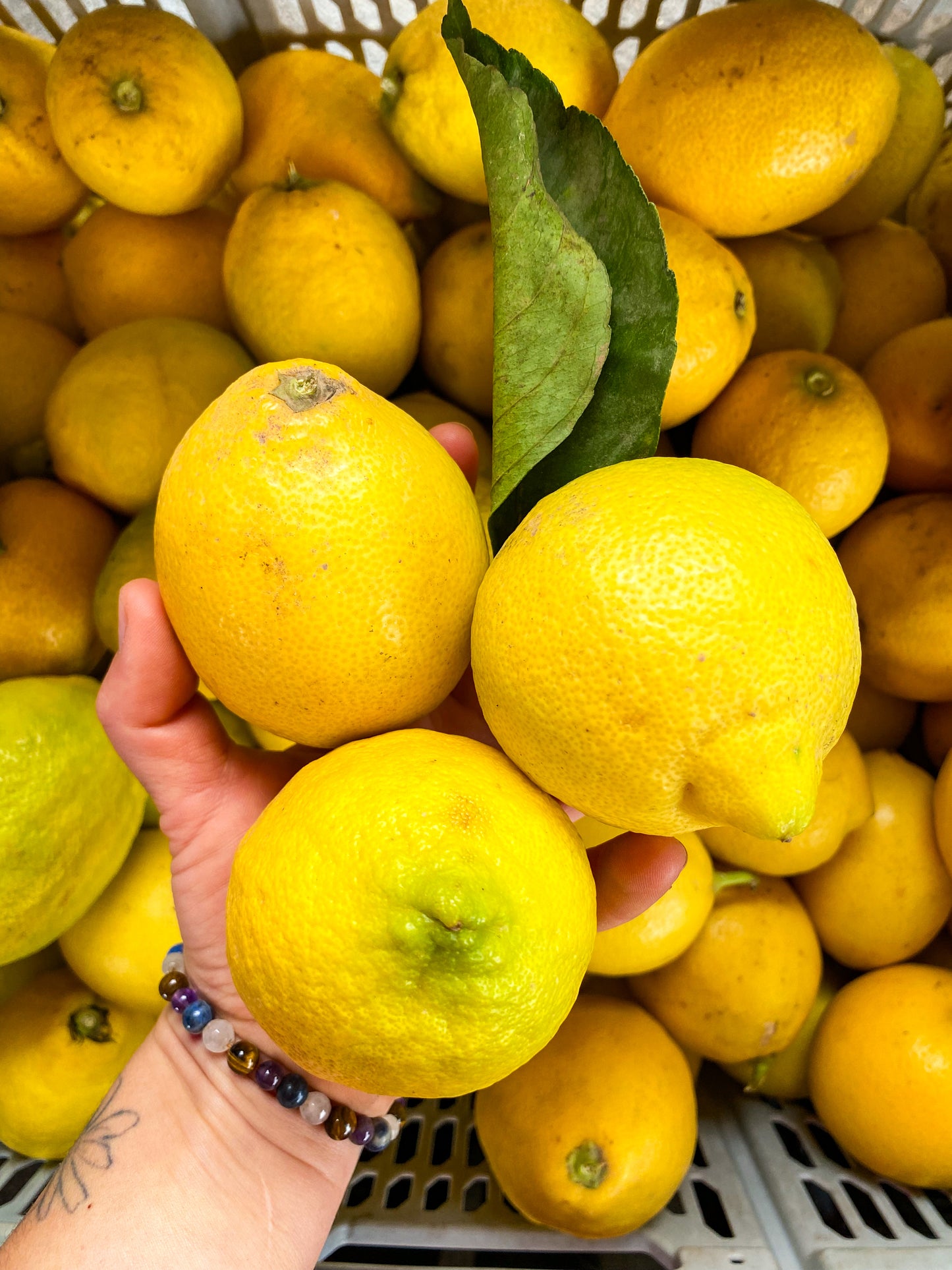 Limones