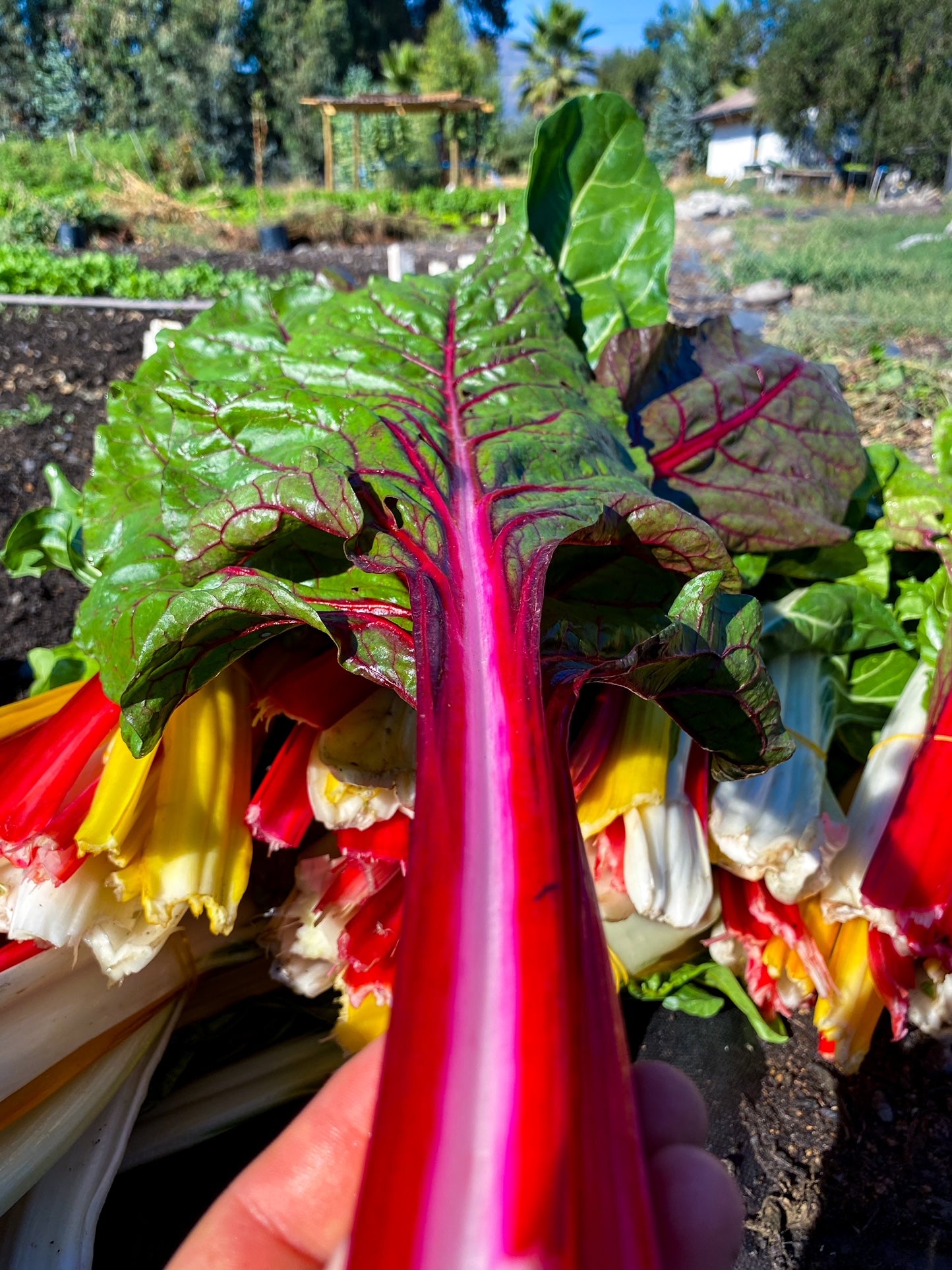 Canasta de verduras orgánicas - despacho gratis - ciboulette de regalo
