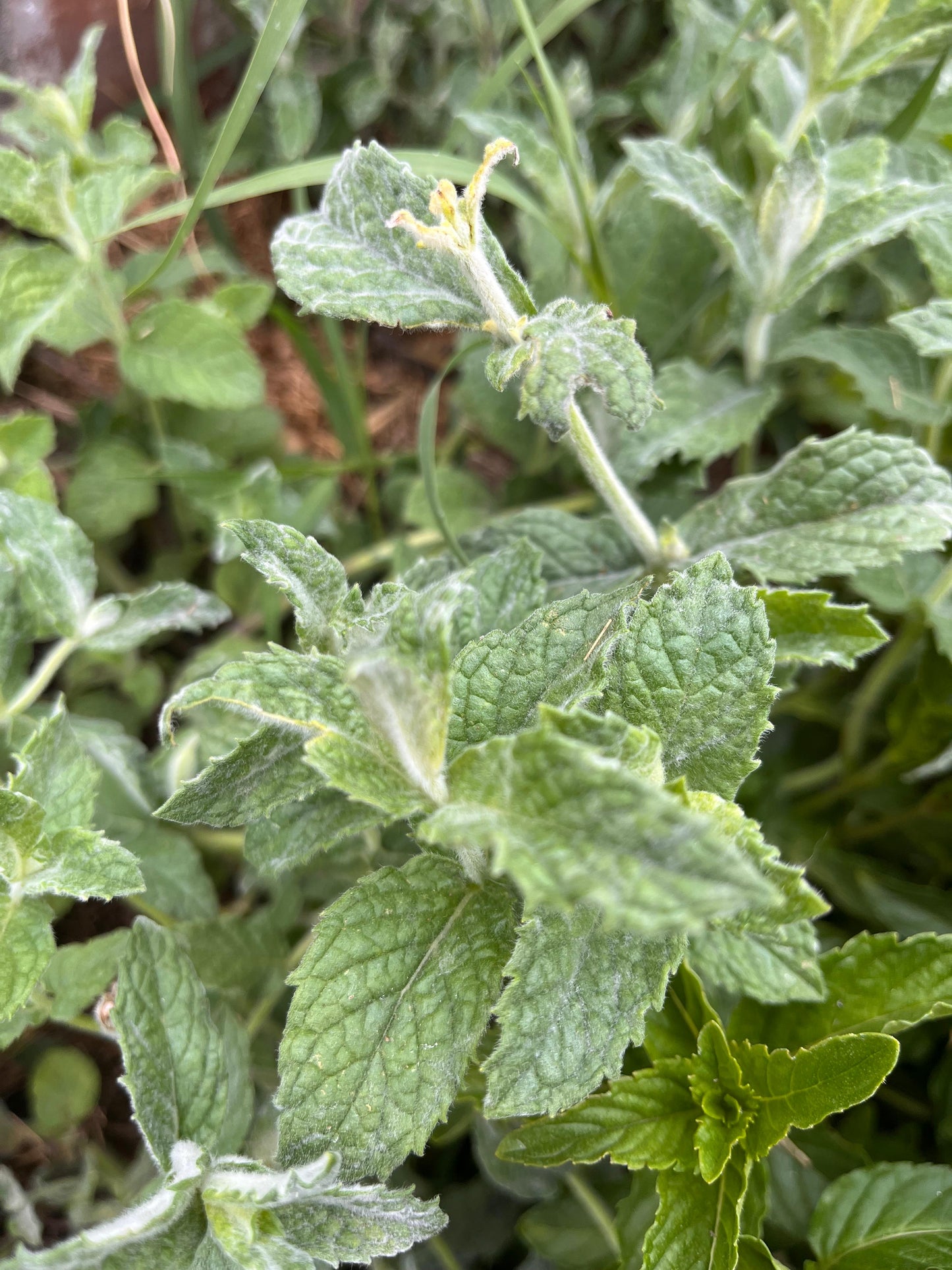 Menta