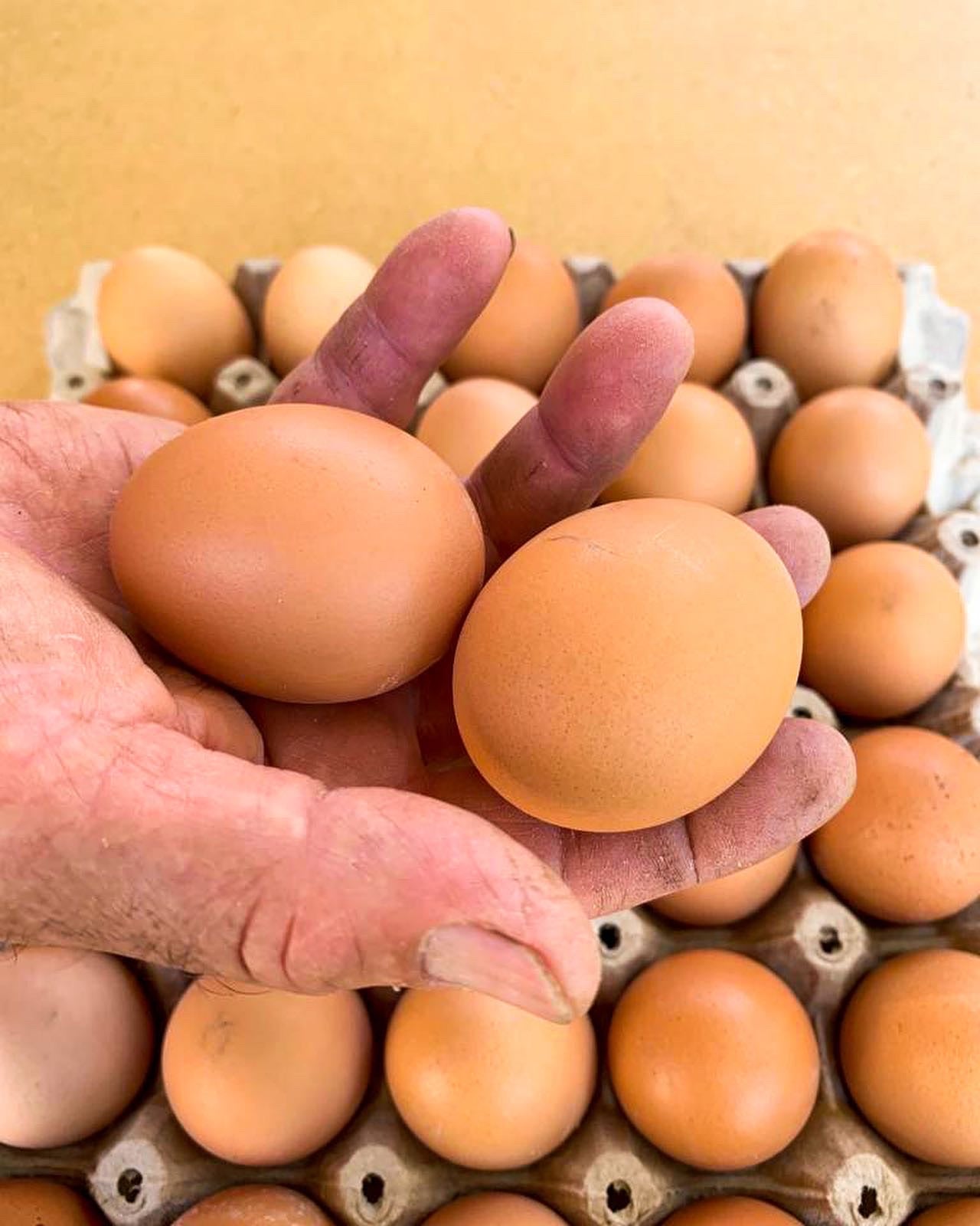 Huevos De Huerta a la Raíz