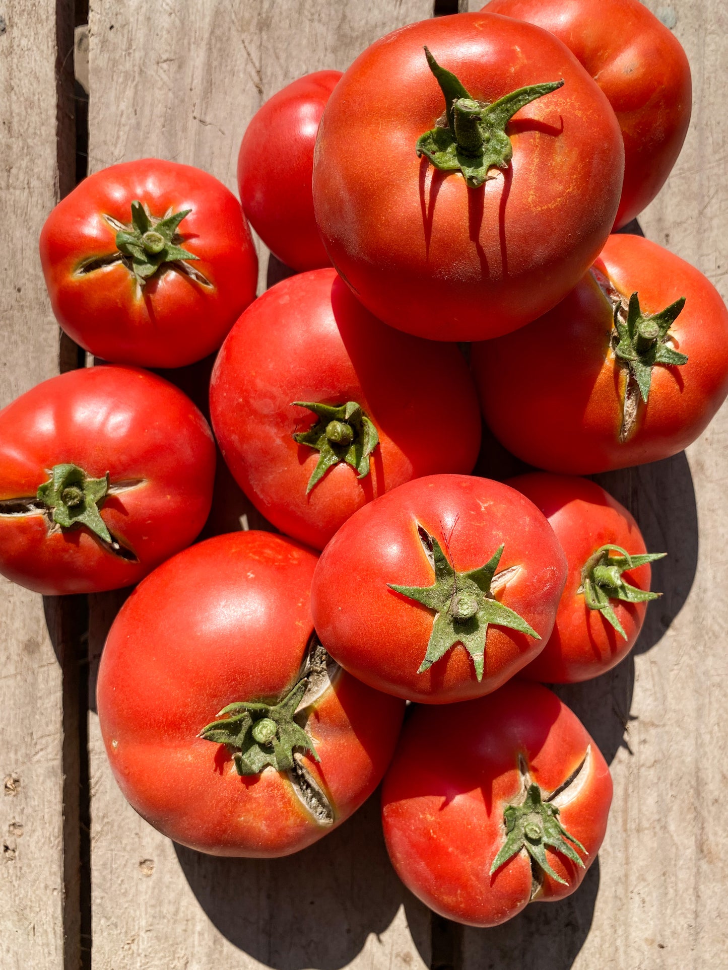 Canasta de hortalizas orgánicas - despacho gratis - cilantro de regalo