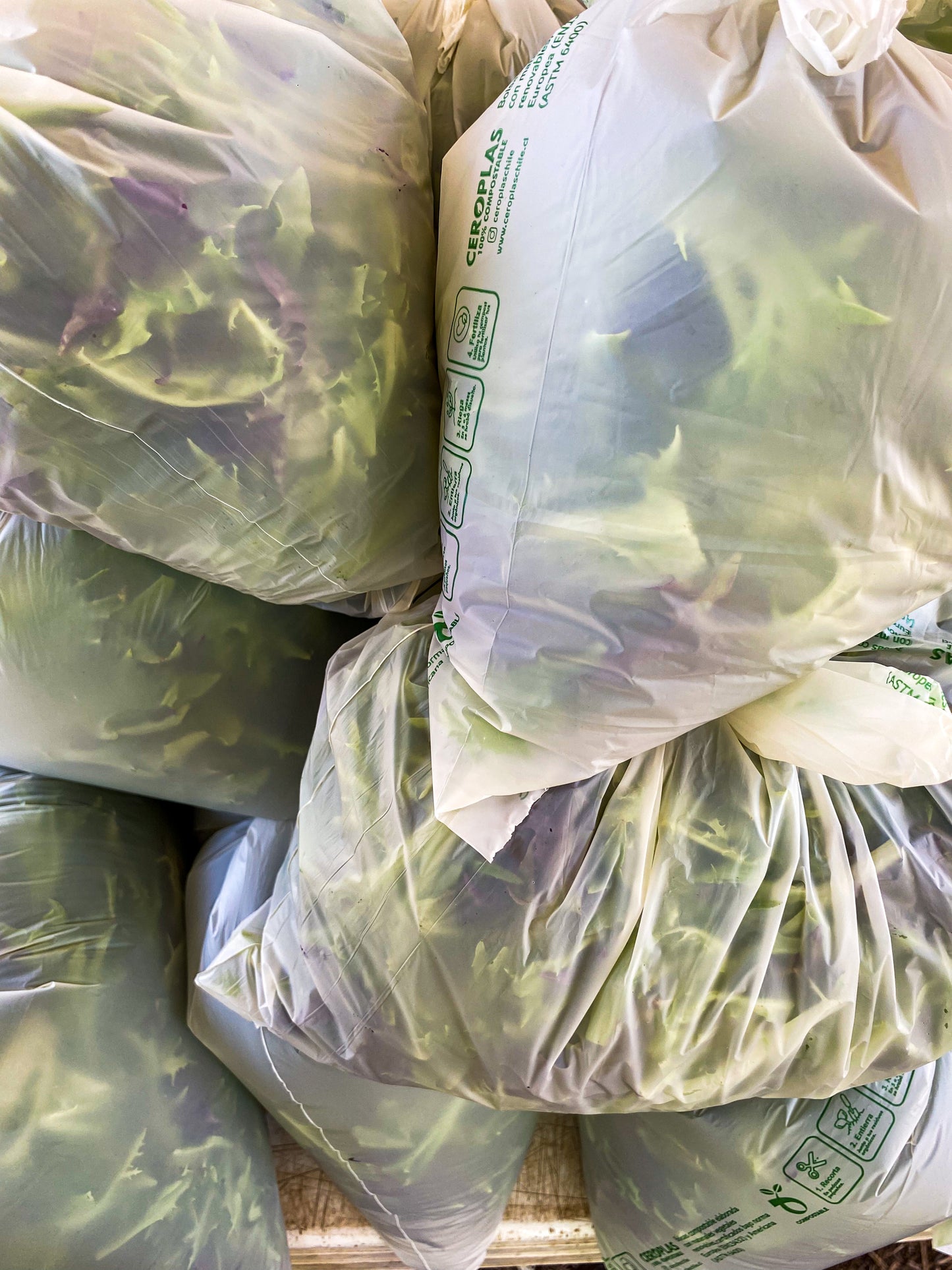 Lechuga baby