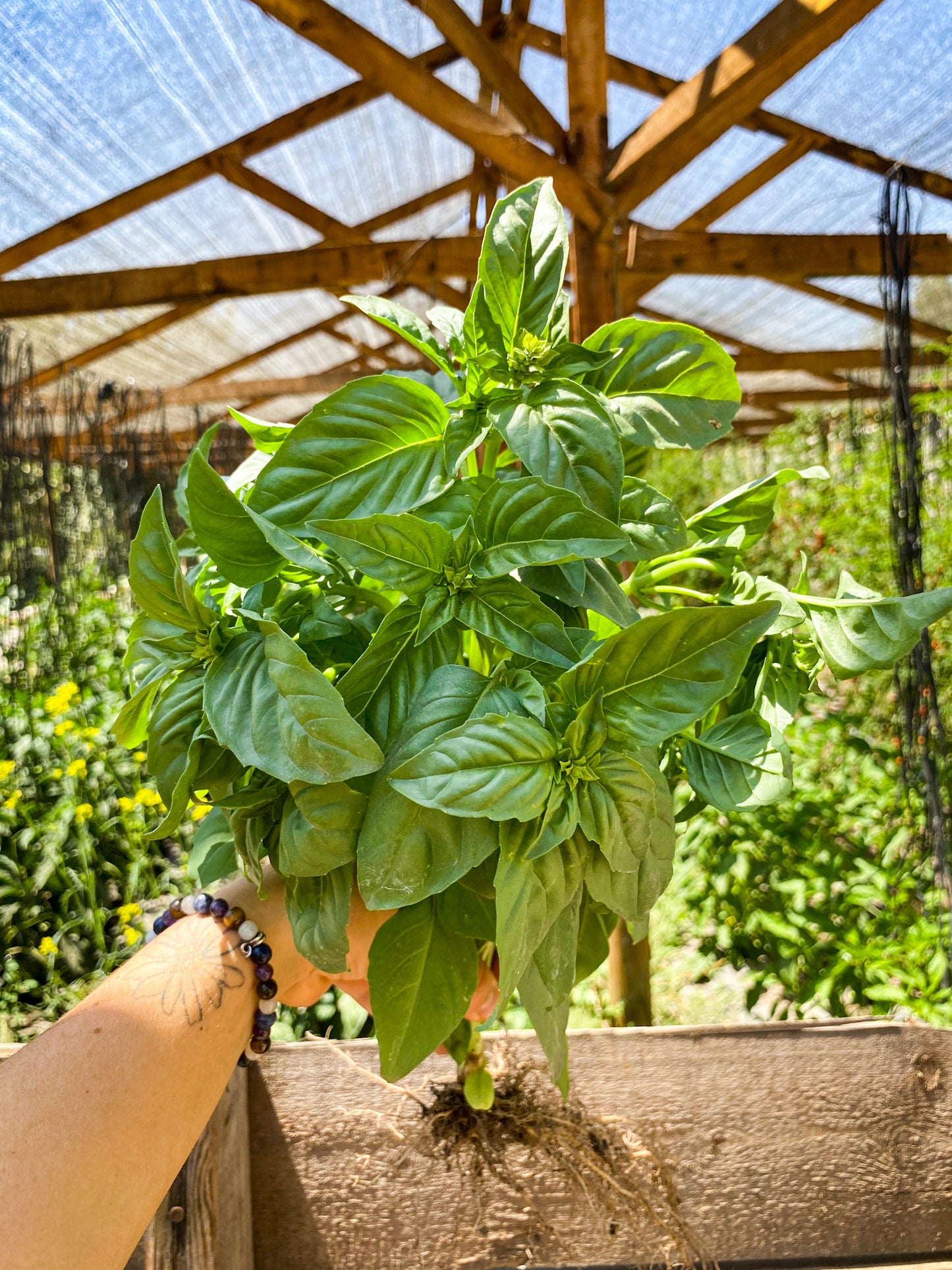 Albahaca