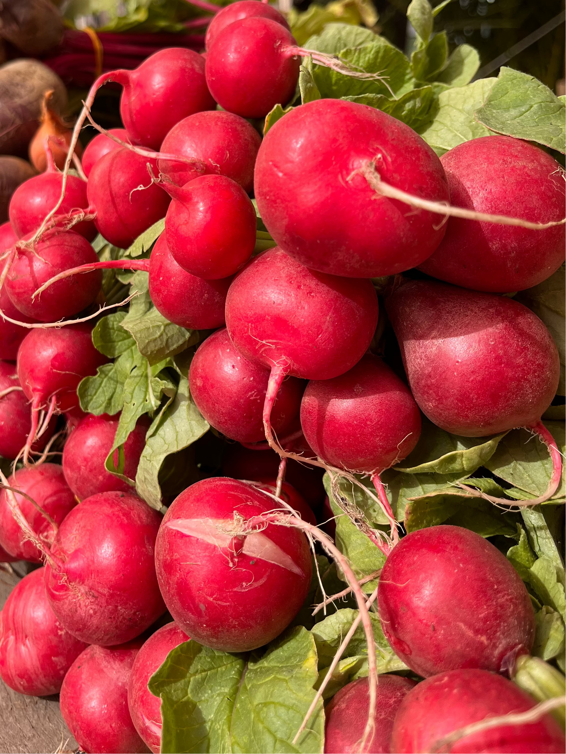 Rabanito