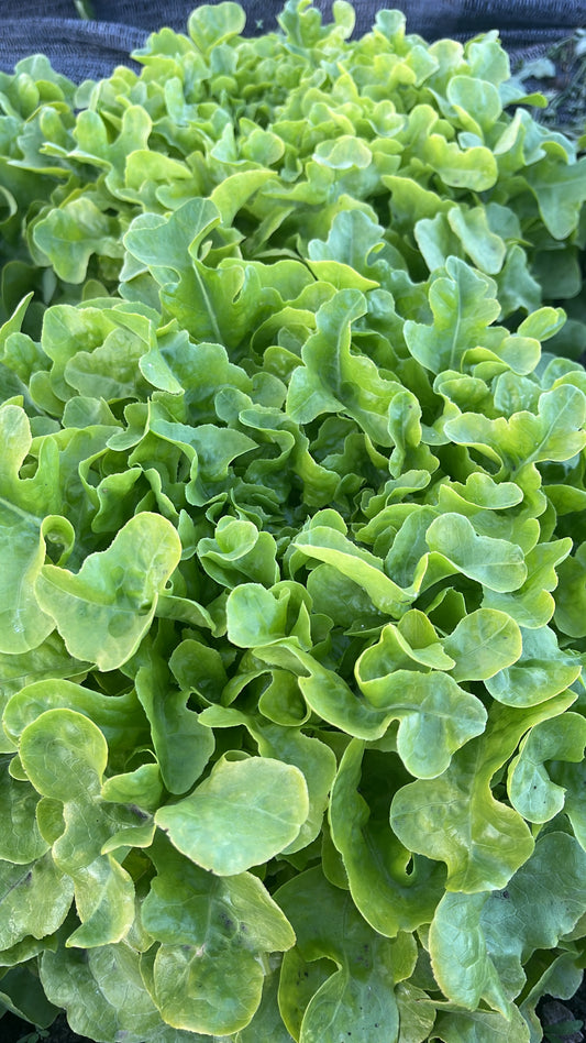 Lechuga