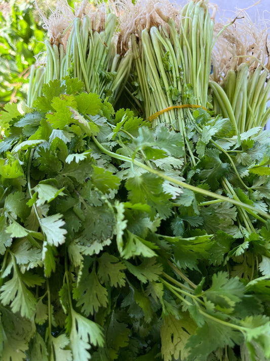 Cilantro