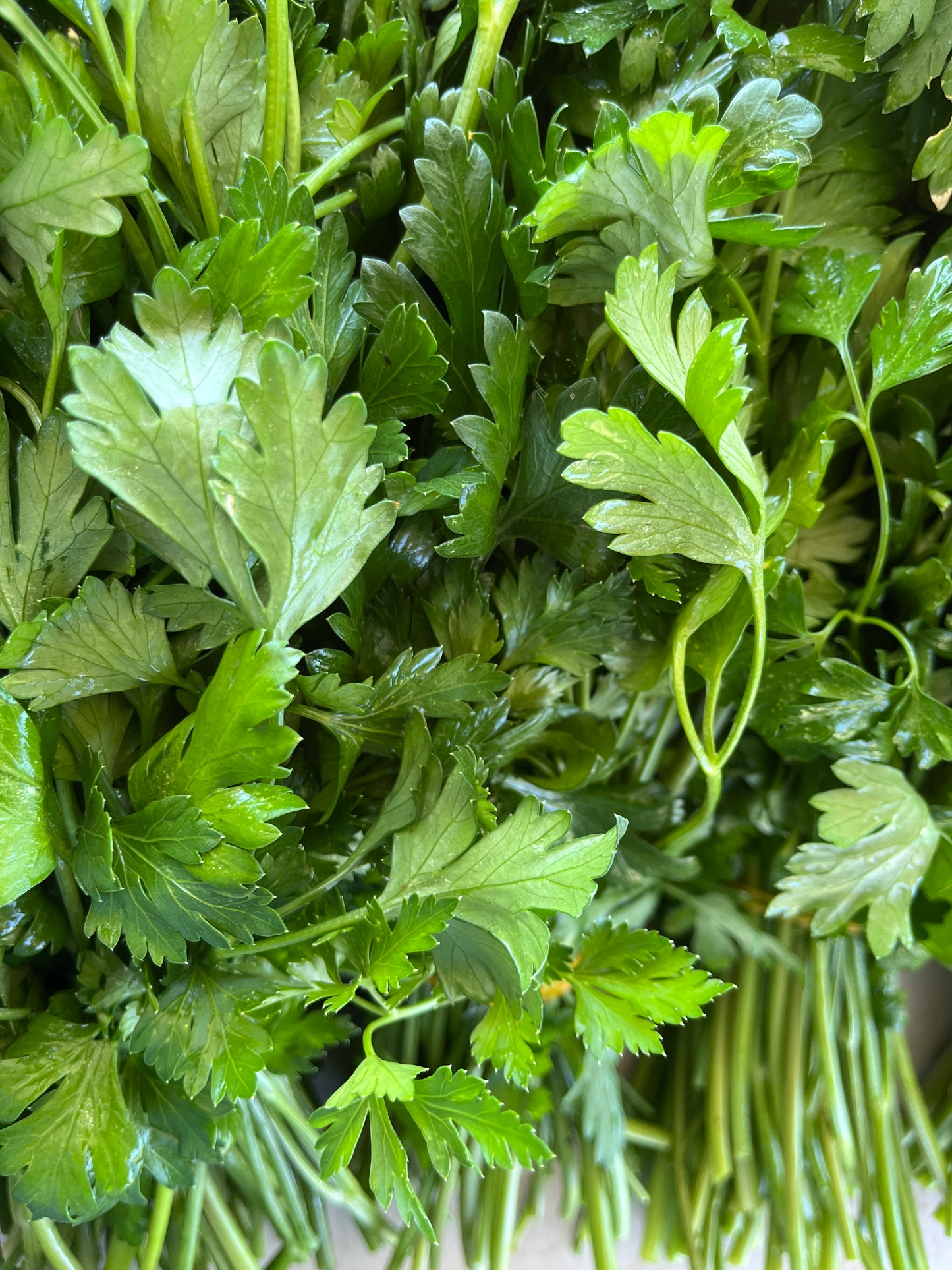 Canasta de hortalizas orgánicas - despacho gratis