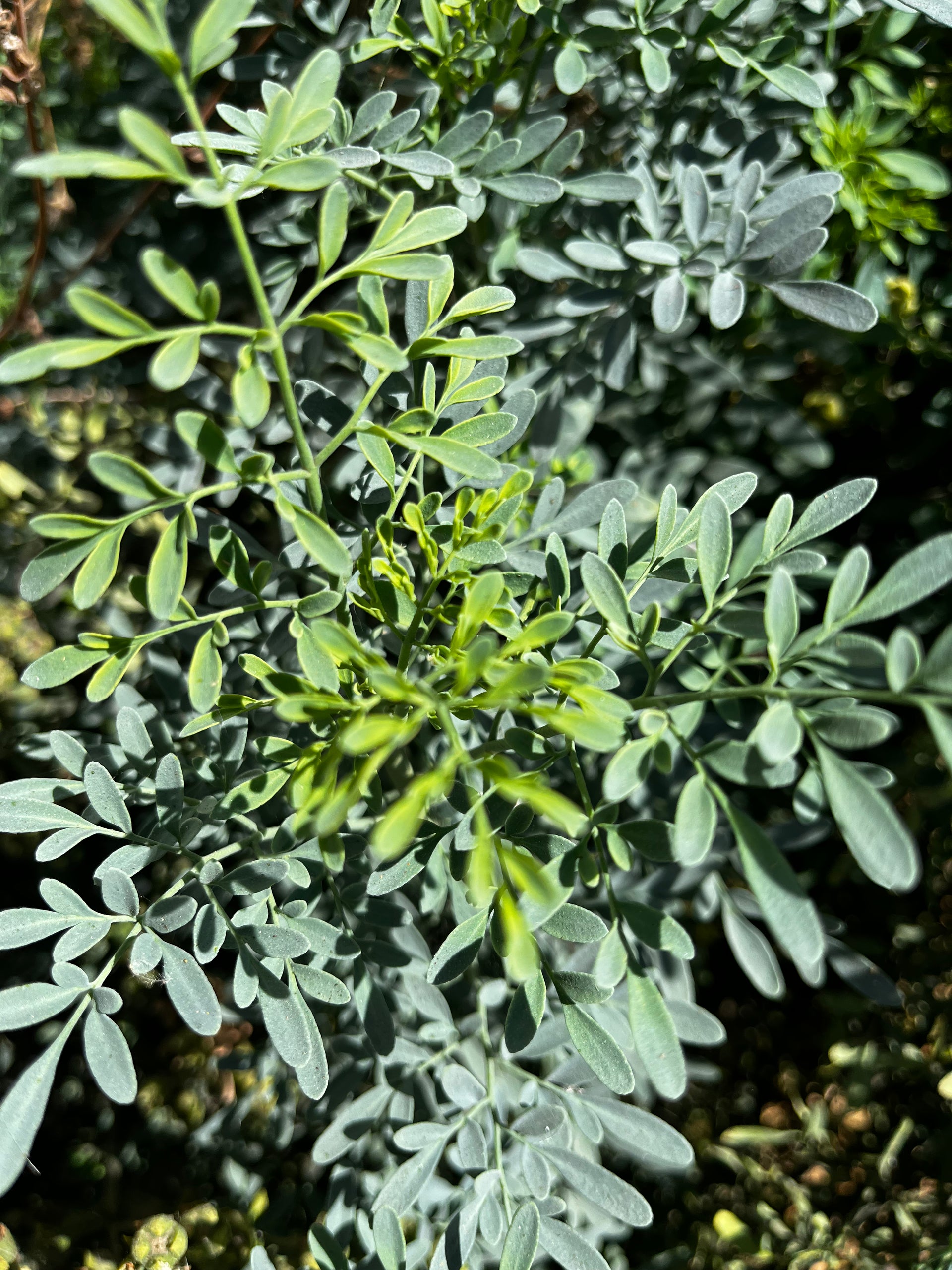 Ruda fresca