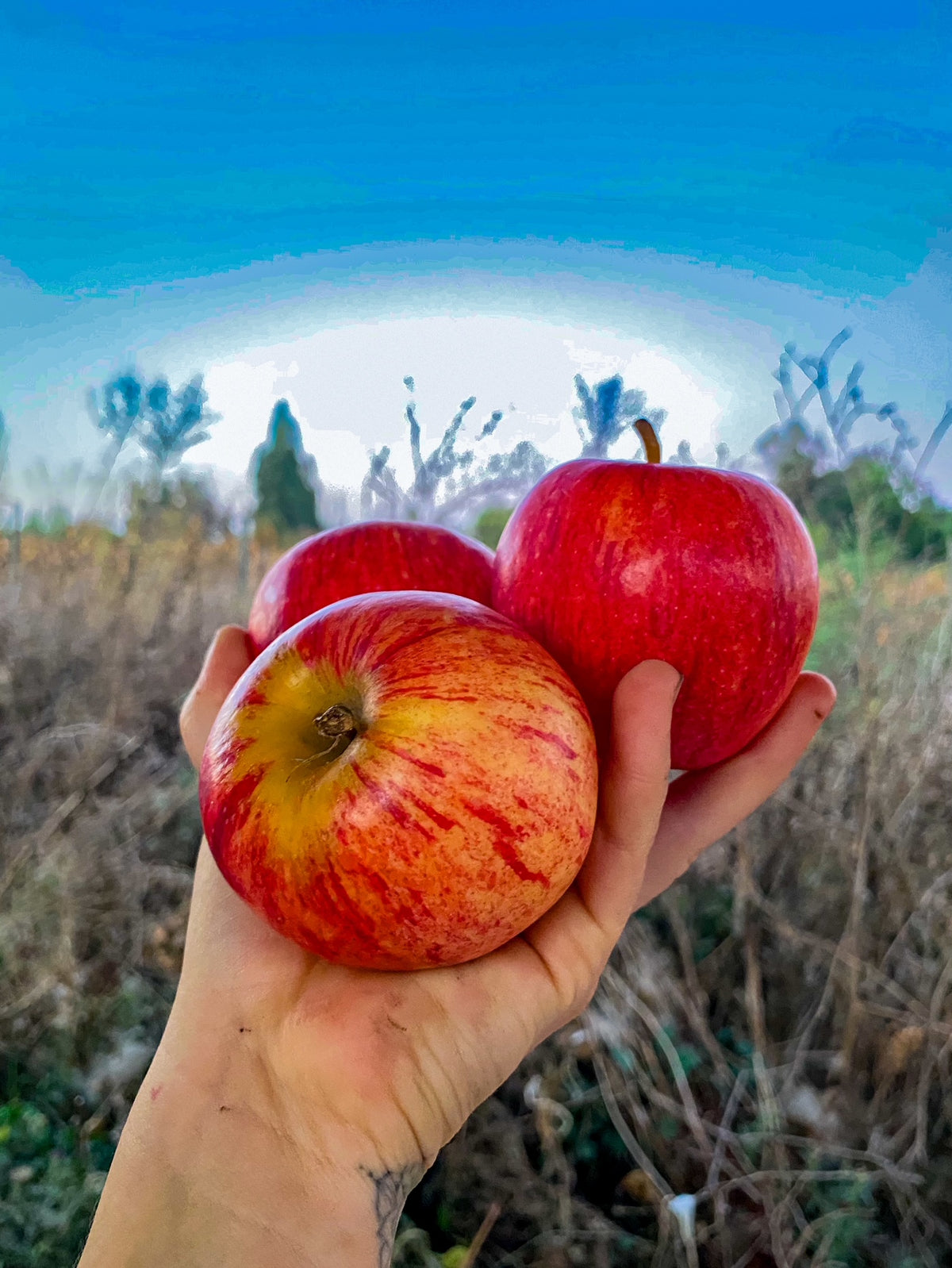 Manzanas orgánicas