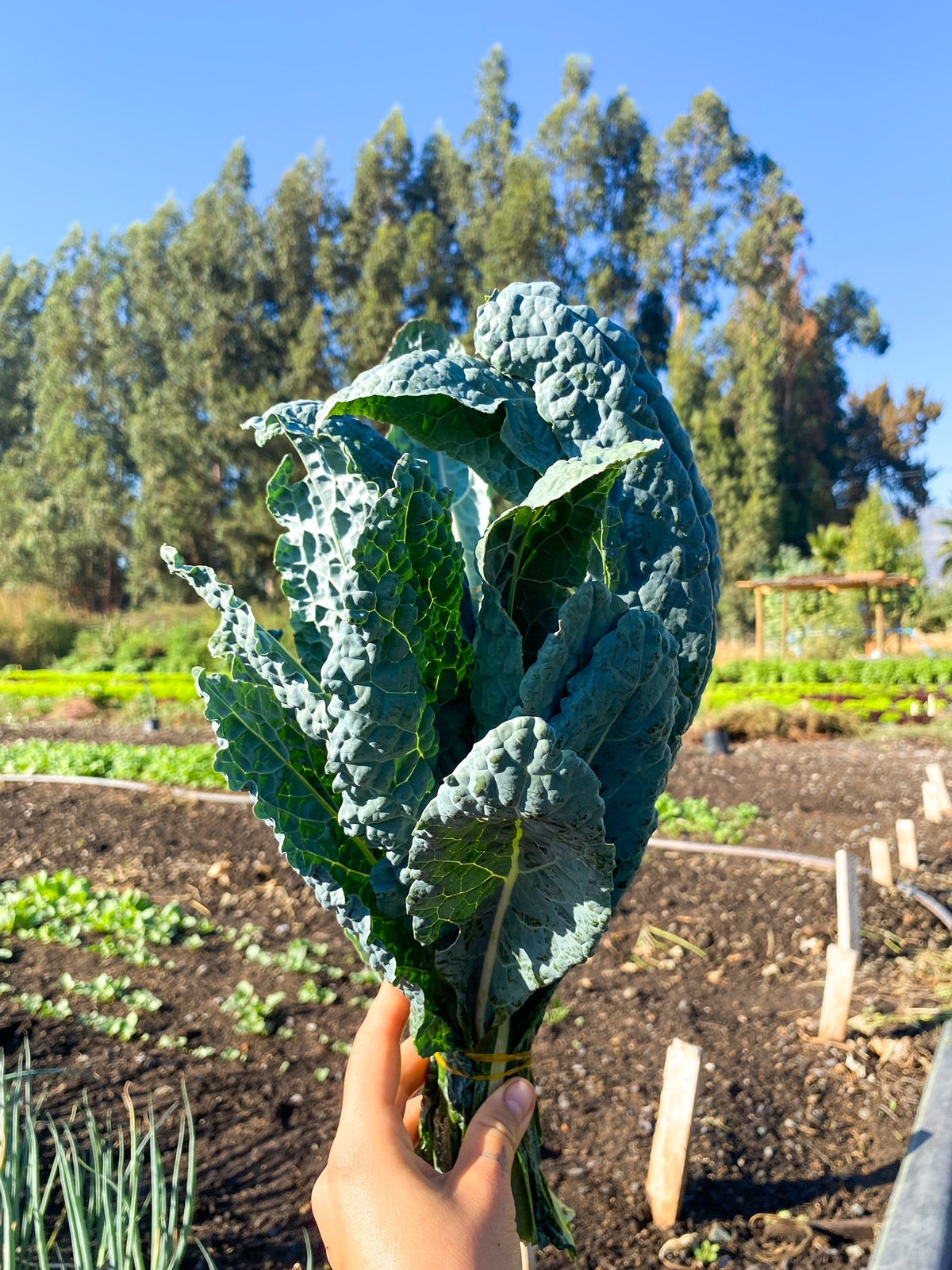 Kale