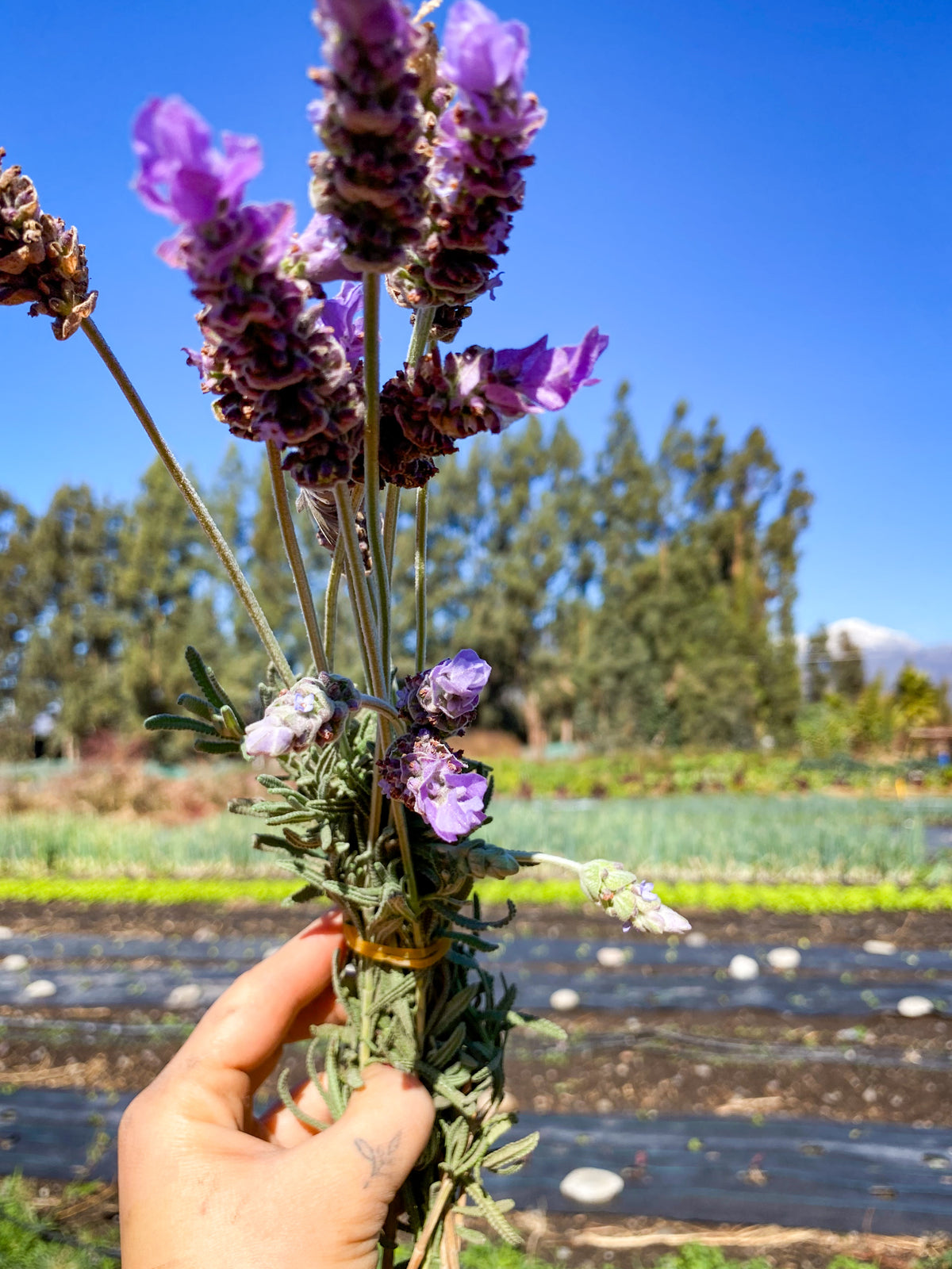 Lavanda
