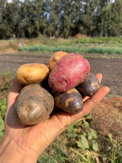 Papas orgánicas