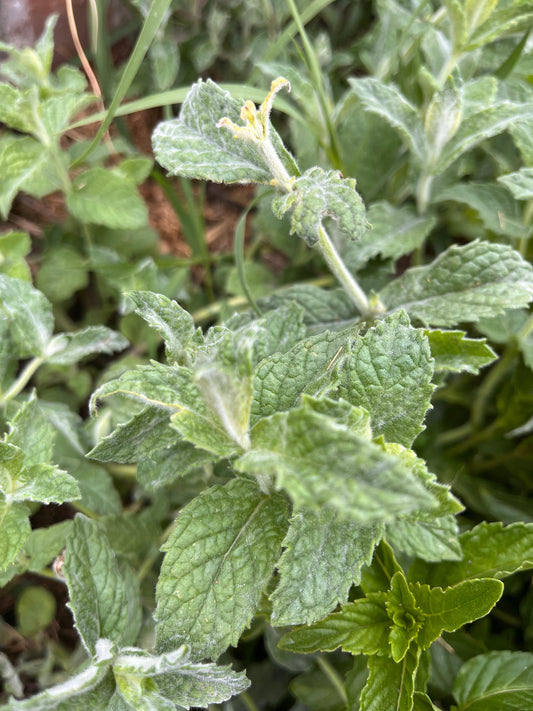 Menta
