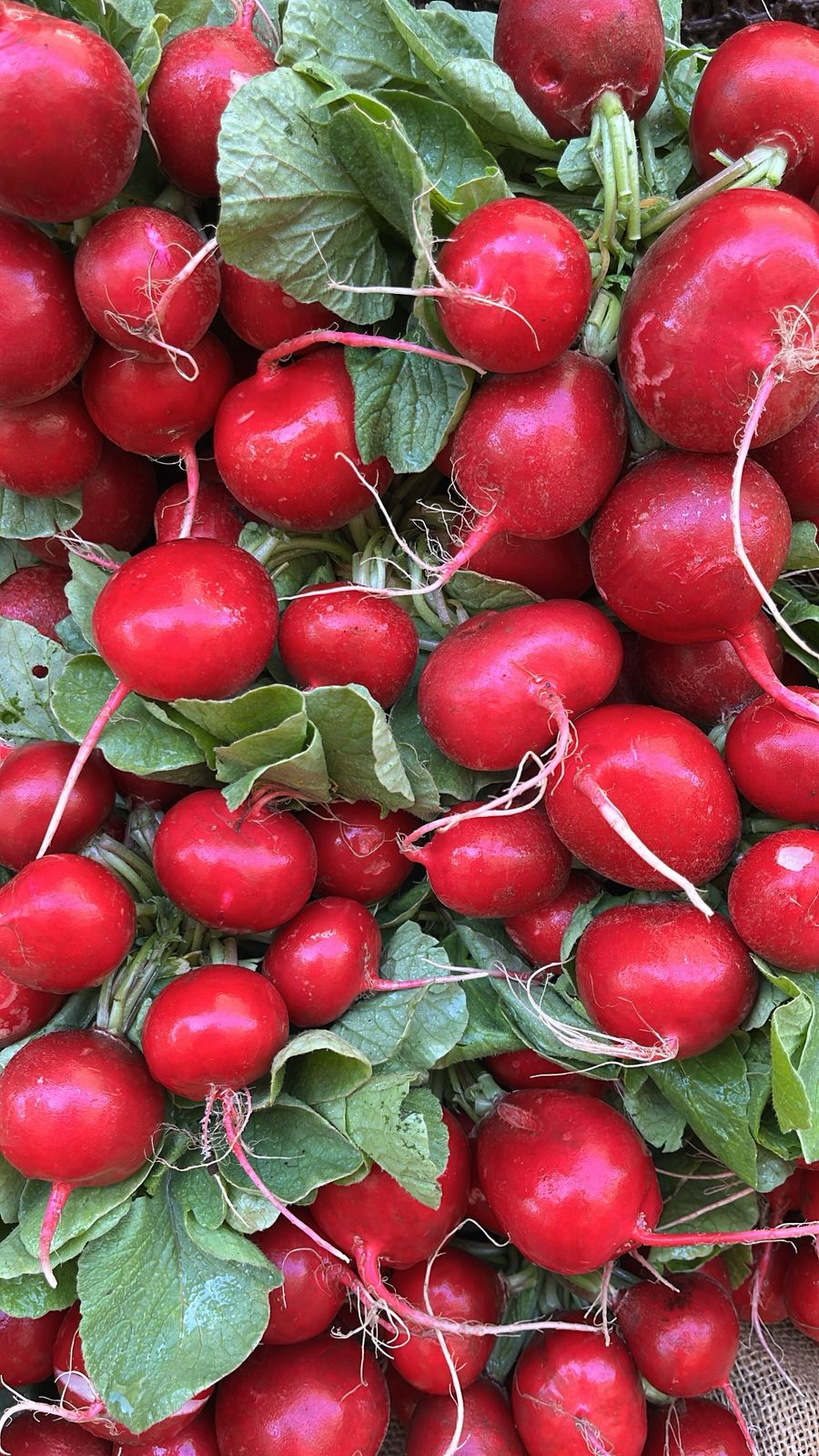 Canasta de verduras orgánicas - despacho gratis
