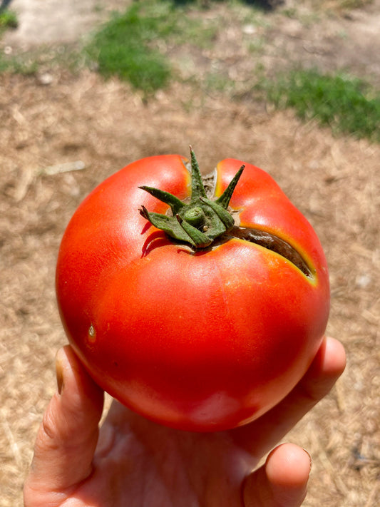 Tomate con olor y sabor a tomate 🍅